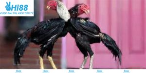 Chiến kê tại đá gà tre Hi88 tuyển chọn kỹ lưỡng