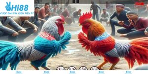 Kiểm chứng chiến kê nghiêm ngặt trước khi thi đấu