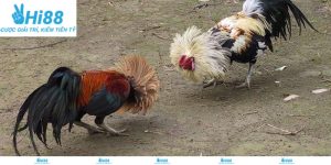 Kinh nghiệm xem và đánh giá chiến kê tại đá gà 4K Hi88