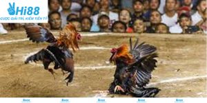 Quy định thi đấu cơ bản trong đá gà cựa sắt Hi88