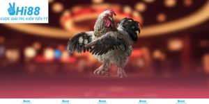 Thống kê trận đá gà trực tiếp Hi88, hỗ trợ phân tích